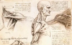 Leonardo da Vinci   Anatomical studies of the shoulder   WGA12824